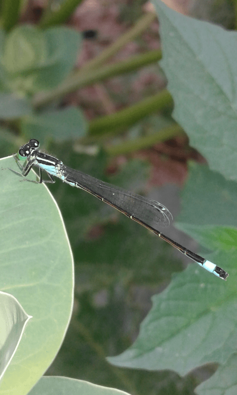Coenagrionidae : Coenagrion ?  No, Ischnura elegans